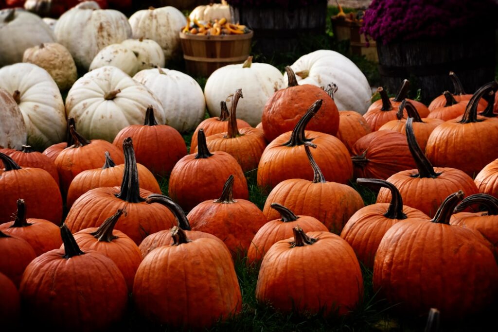 Photo Pumpkin patch